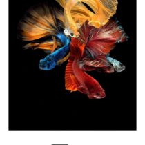 Multi-color Fishes Glass Wall Art 32"x48"